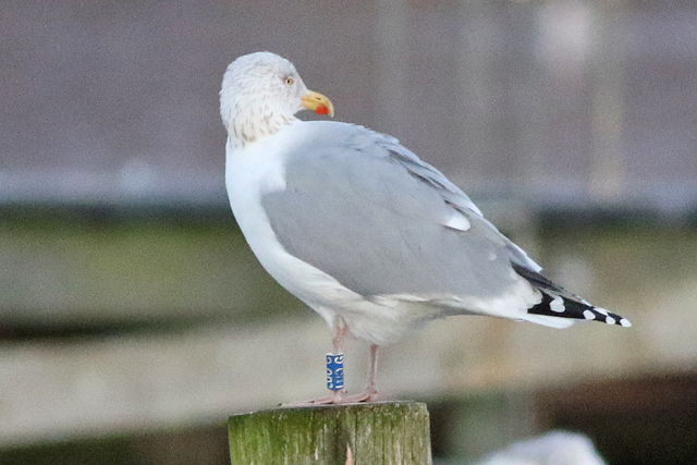 Zilvermeeuw